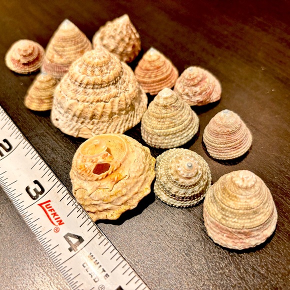 12 gastropod seashells - Picture 2 of 3